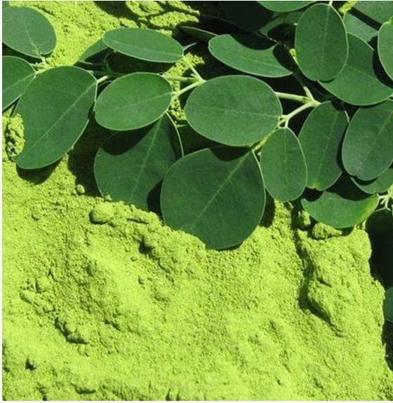 moringa-leaf-powder