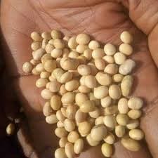 soyabean