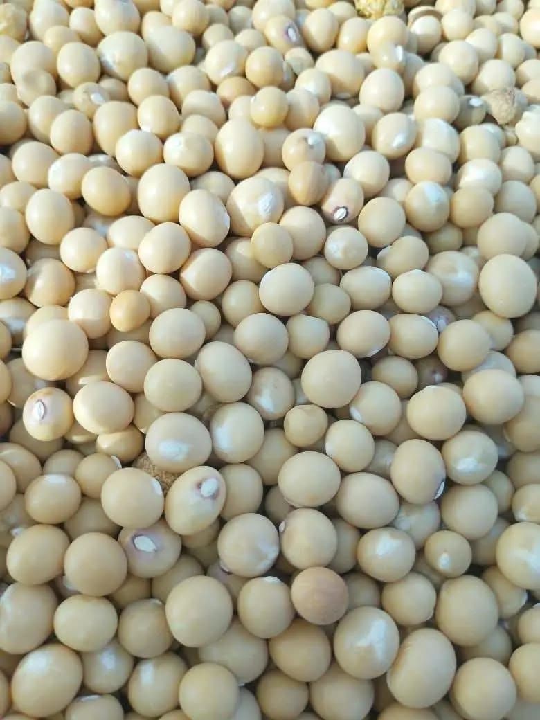 bambara-nutokpa